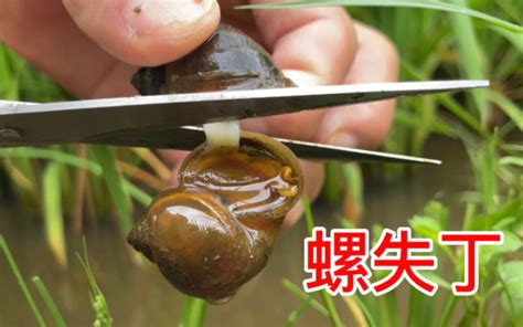 给福寿螺绝育，解压版_哔哩哔哩_bilibili